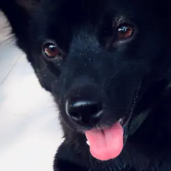 Photo of a cheerful puppy